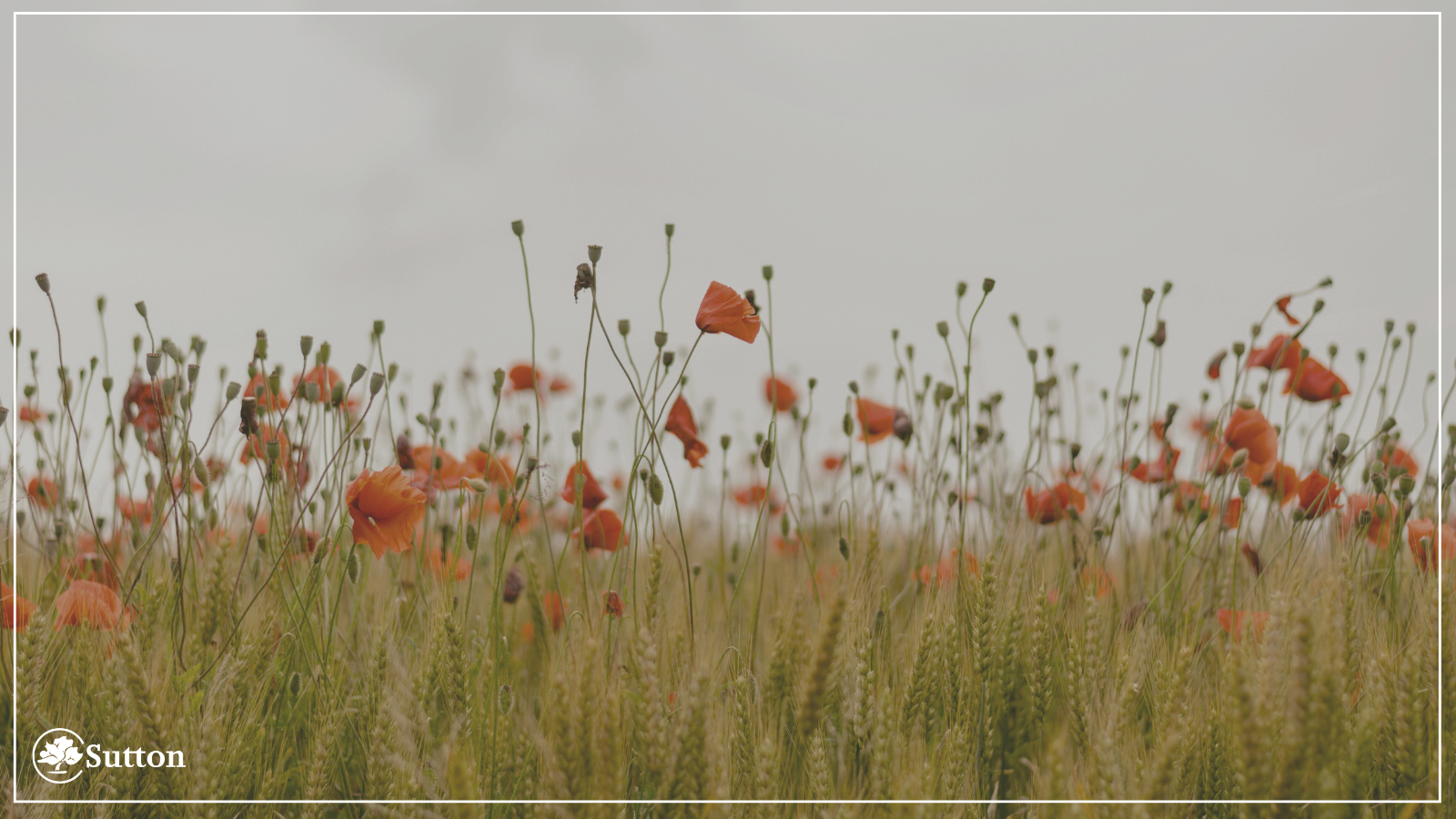 A picture of poppys in a field